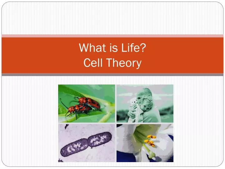 what is life cell theory