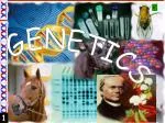 GENETICS - slide 1