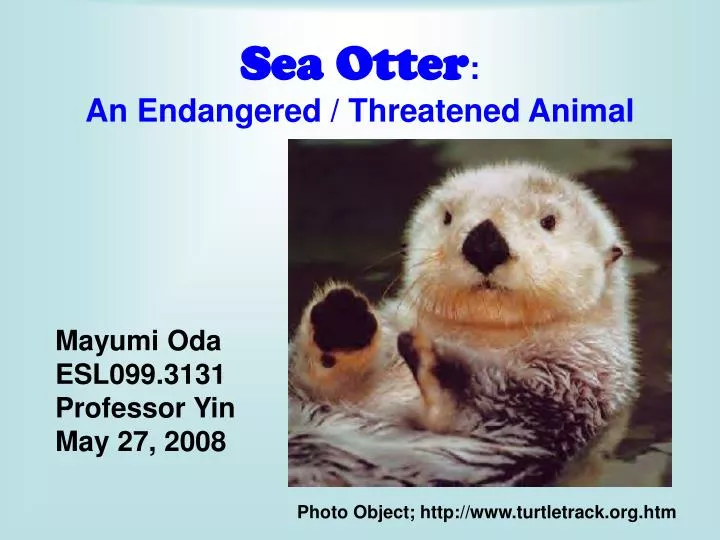 sea otter an endangered threatened animal