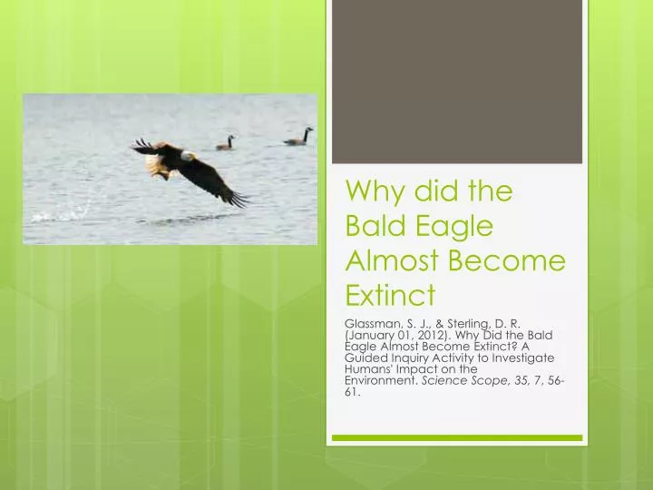why did the bald eagle almost become extinct
