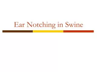 Ear Notching in Swine