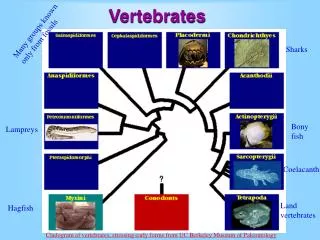 vertebrates