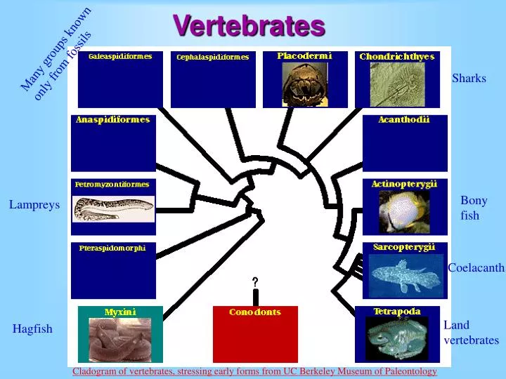 vertebrates