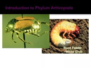 Introduction to Phylum Arthropoda