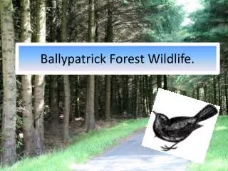Ballypatrick Forest Wildlife.