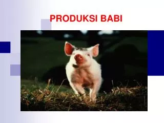 PRODUKSI BABI