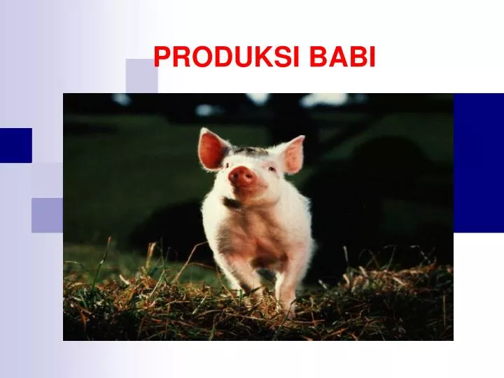 produksi babi