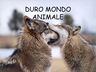 DURO MONDO ANIMALE