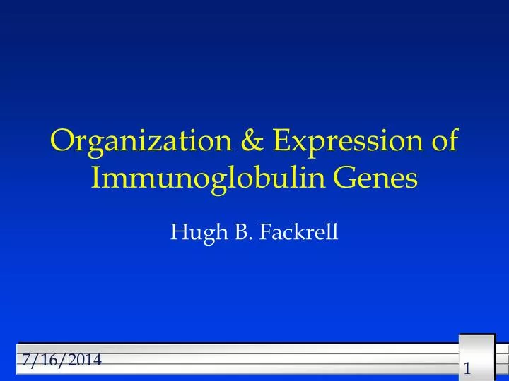 organization expression of immunoglobulin genes