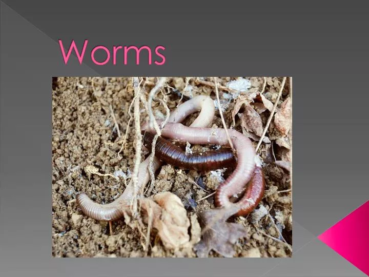 worms