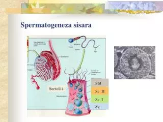 spermatogeneza sisara