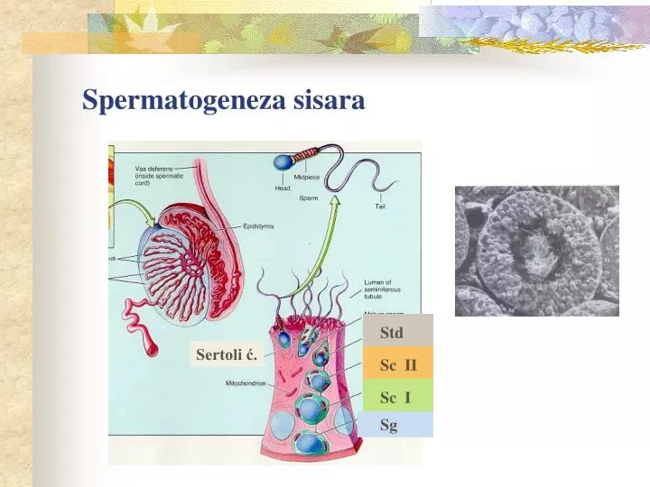spermatogeneza sisara