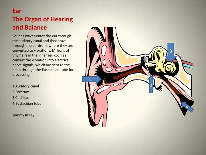 ear the organ of hearing and balance