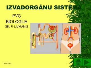 IZVADORGĀNU SISTĒMA