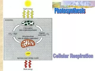 Photosynthesis