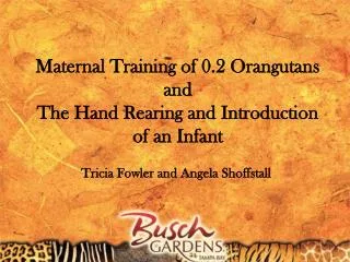 Maternal Training of 0.2 Orangutans and The Hand Rearing and Introduction of an Infant