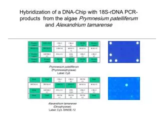 Hybridization of a DNA-Chip with 18S-rDNA PCR-products from the algae Prymnesium patelliferum