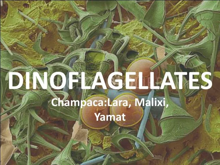 dinoflagellates