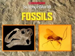 What is a fossil?