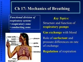 Ch 17: Mechanics of Breathing