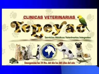 vet tepeyac