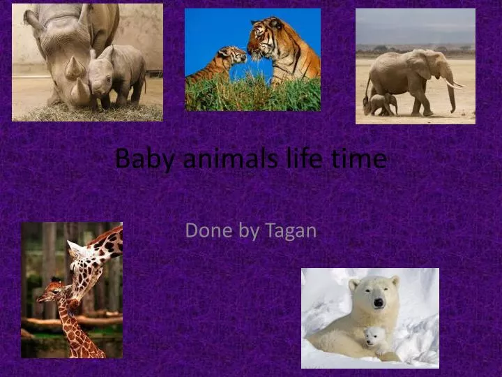 baby animals life time