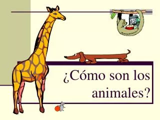 c mo son los animales
