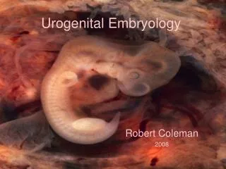Urogenital Embryology