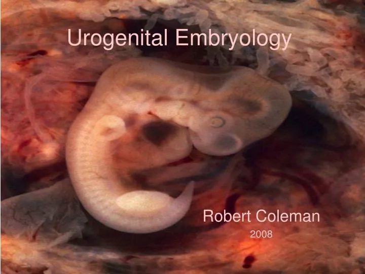 urogenital embryology