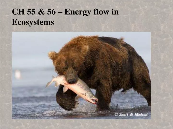 ch 55 56 energy flow in ecosystems