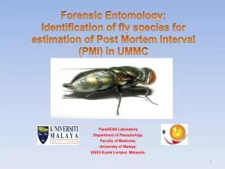 Forensic Entomology: