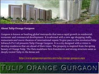 Tulip Orange in Gurgaon