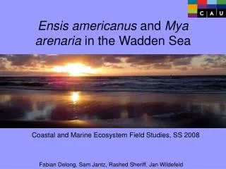 Ensis americanus and Mya arenaria in the Wadden Sea