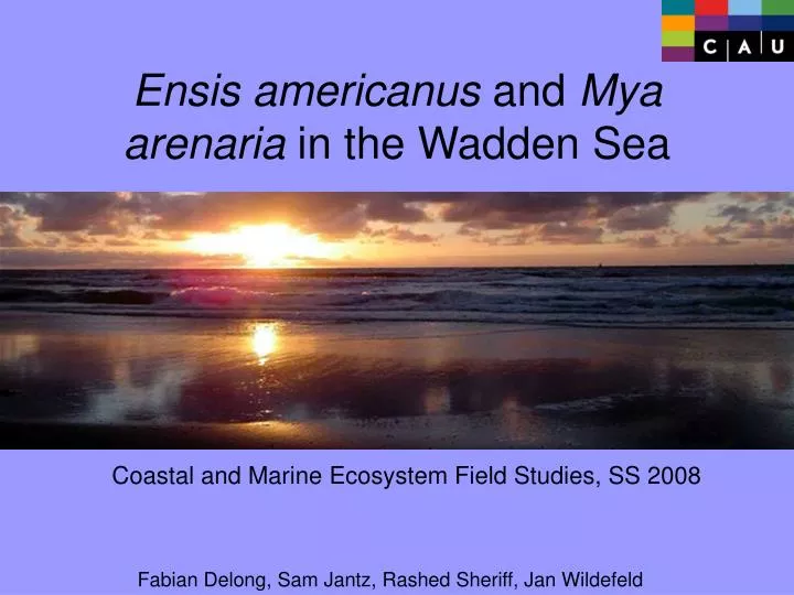 ensis americanus and mya arenaria in the wadden sea