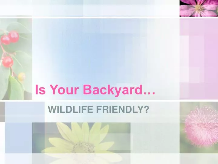 is your backyard
