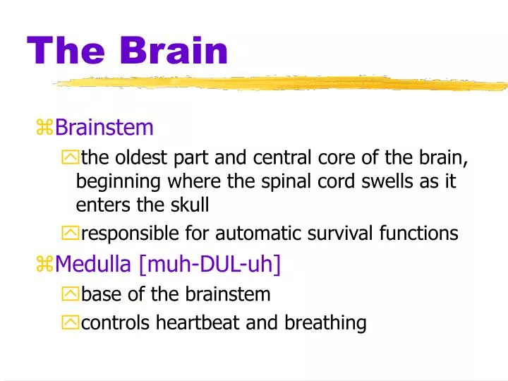 the brain