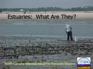 Estuaries: What Are They?