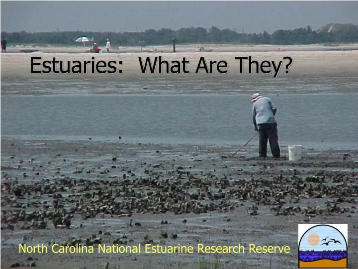 estuaries what are they