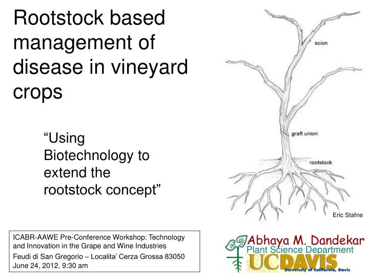 rootstock based management of disease in vineyard crops