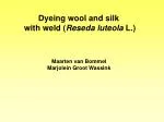 Dyeing wool and silk with weld ( Reseda luteola L.) - slide 1
