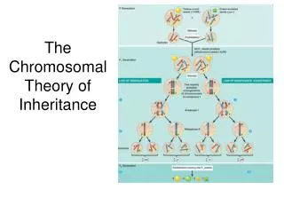 the chromosomal theory of inheritance