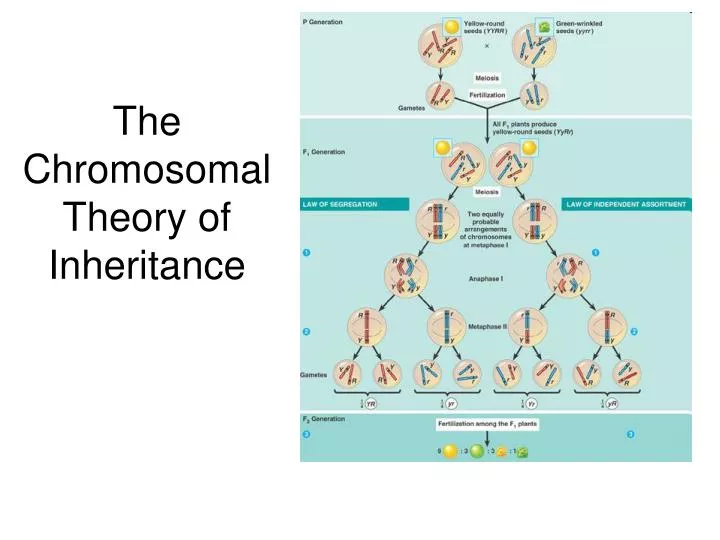 the chromosomal theory of inheritance