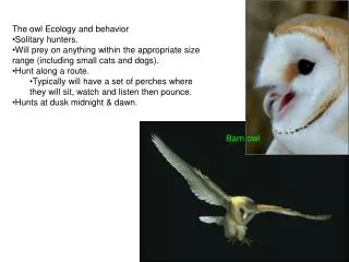The owl Ecology and behavior Solitary hunters.