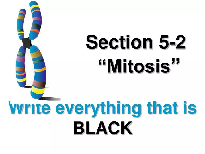 section 5 2 mitosis