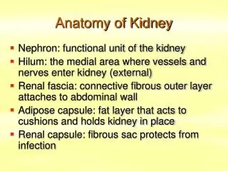 Anatomy of Kidney