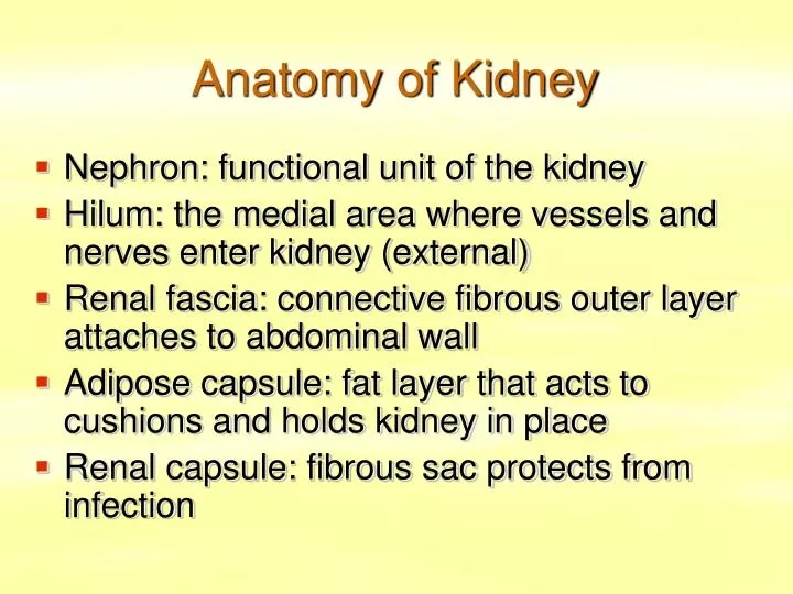 anatomy of kidney