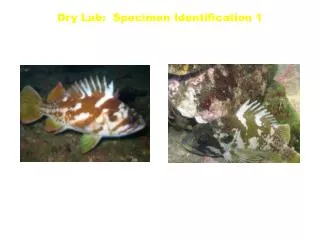 Dry Lab: Specimen Identification 1