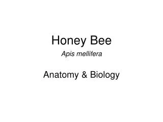 Honey Bee Apis mellifera Anatomy &amp; Biology