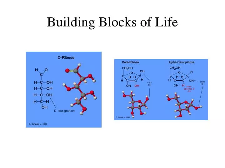 building blocks of life