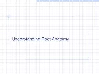 Understanding Root Anatomy
